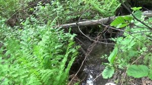 Поиск_самородного_Золота_металлоискателем_по_золоту!