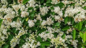 В Сочи зацвела бирючина китайская