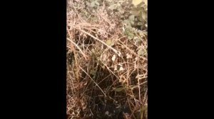 stihl FS490 и мой мульчер под OREGON ПРОТИВ КУСТАРНИКА