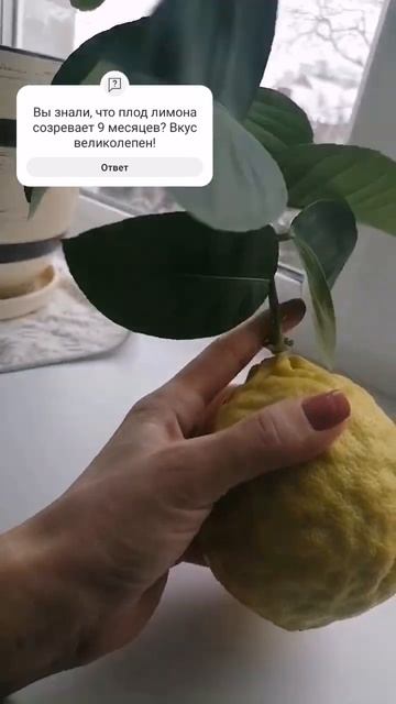 Плод на подоконнике: лимон (Cítrus límon) смотреть онлайн