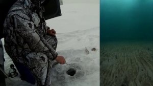 Поиск окуня на 2 метрах с утра. 17.01.2017 г.