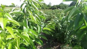 Саженцы хурмы у меня в питомнике.