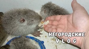Кормлю НУТРЯТ с руки. Туман - шкодник. 27.05.25