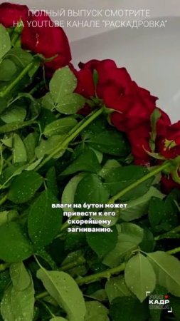 Ванна VS розы 👀

Полный выпуск смотрите на канале "Раскадровка"