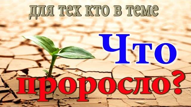 🌿🌿🌿 Всходы рассады. Рассада как надо ! Рассада в Сибири.🌿🌿🌿