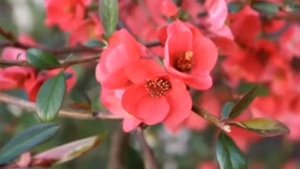 ДОБРОГО УТРА, ХОРОШЕГО ДНЯА ЖИЗНЬ ПРОДОЛЖАЕТСЯ.. ЦЕНИ ЕЁ И ХРАНИ!