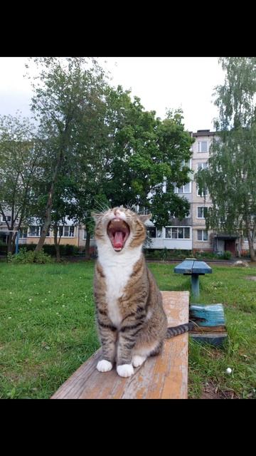 Милый котик #рек #c #врек #рекомендации #reallife #видео #кот смотреть онлайн