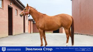 Эвелина Стор