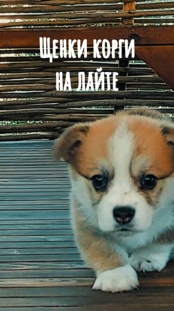 Гуляем по столу.