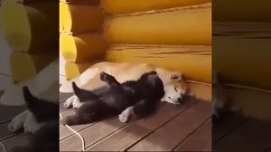 Два весёлых друга ❤️🤩😉