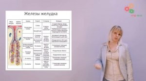 Физиология человека и животных. Пищеварение (Зыбина А. М.)