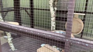 Вывод по гибели бельчат.Две причины.