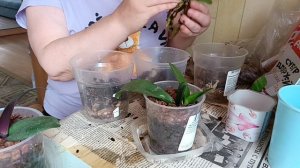 пересадка деток орхидей