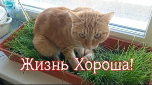Жизнь Хороша!