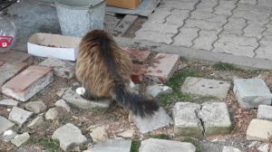 Пушистая кошка играет с водой