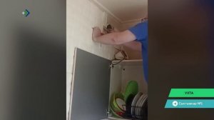 В Ухте в одной из квартир развернулась целая спецоперация по спасению щегла