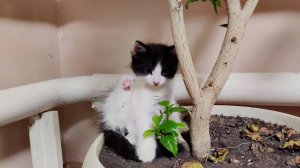 Котята и комнатные растения 2.