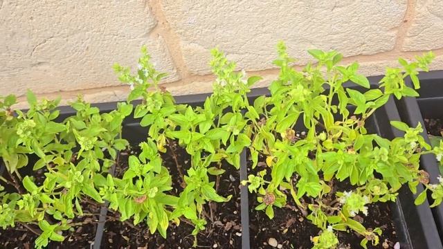 сама от себя такого не ожидала, но...СЕГОДНЯ КАРДИНАЛЬН смотреть онлайн