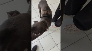 Питбуль чувствует себя хорошо