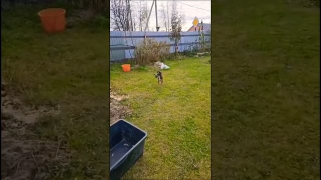 Кеша хочет гулять за забором)) #русскийтой #собака #то? смотреть онлайн