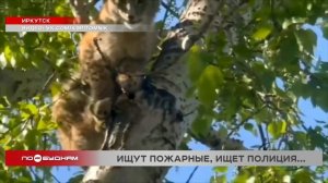 В центре Иркутска больше суток не могут поймать рысь