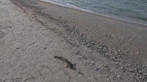 Рыбалка на пиленгаса 02.06.2025