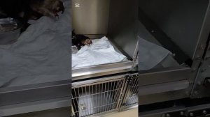 Наша кошка
