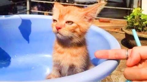 ПРИКОЛЫ С ЖИВОТНЫМИ ДО СЛЕЗ #58 Смешные КОТЫ И СОБАКИ  Приколы