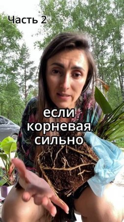 #комнатныерастения #фитодизайн #озеленение