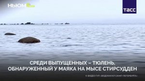 Тюлени снова дома!