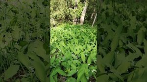 03-06-2025 Полумарафон 29км,4,5чаа в Ландышевом раю,в запаведнике
