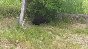 Котики на природе