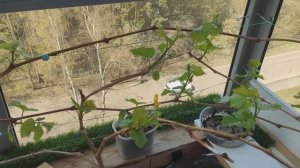 Виноград на балконе 20.04.2025