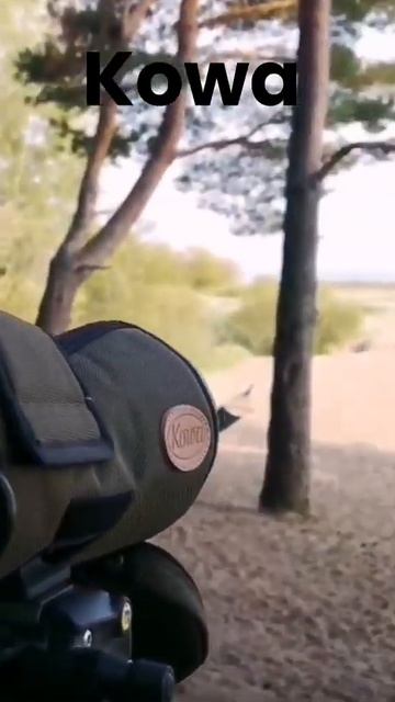 Тест, Kowa против Swarovski #shorts #binoculars #telescope