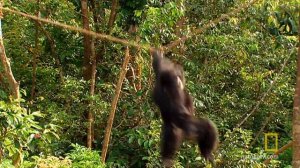 Chimp Escape | Ultimate Predator