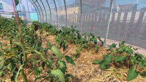 Пересадила лук, муж меня потерял