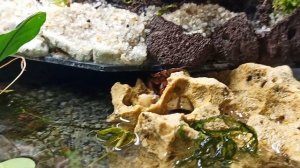 Знакомство с моими крабиками! Краб-вампир, краб красный дьявол (Geosesarma crabs)