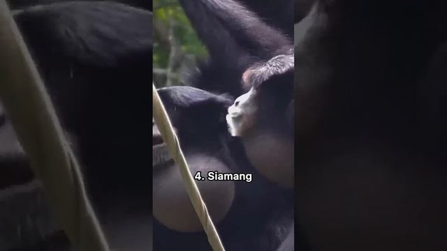 Weird sounds of different primates #monkey #gibbon #animalsounds
