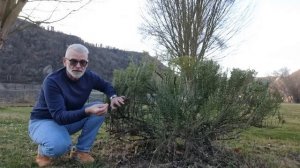 Как исправить розмарин и лаванду - 5 советов / Игорь Бил