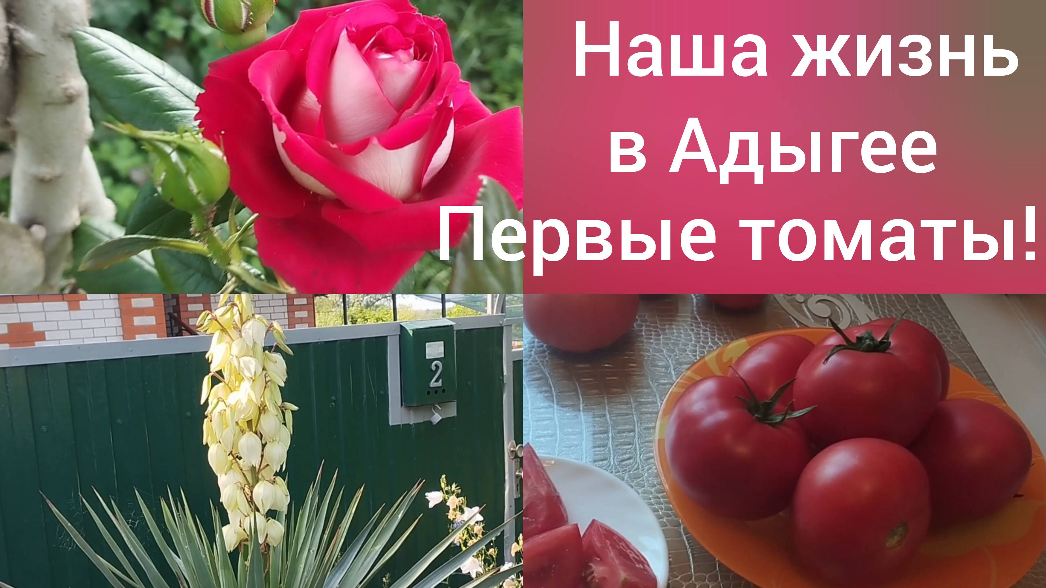Сибиряки в Адыгее. Участок 11 соток, это много или мало.. Первые красные помидоры.