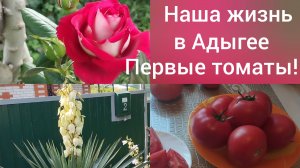 Сибиряки в Адыгее. Участок 11 соток, это много или мало.. Первые красные помидоры.