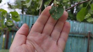 Её принимают и за белокрылку, и за тлю! Но это совсем другой вредитель яблони!
