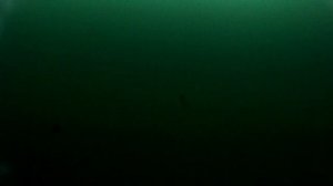 Подводное видео. Окунь бегает за блесной вниз вверх.