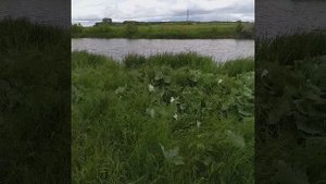 речка ик Пограничная река
