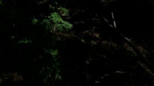 3.06.2025.Река Востеша.Домодедово.Московская область. Тишковские озера, 3 озера. Обзор 2 озера. Эпиз