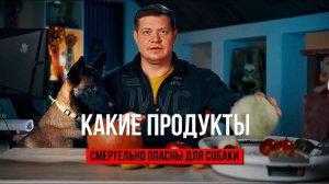 Еда для собак может убить! Что может вызвать отравление собаки?