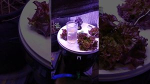 Гидропоника без удобрений как еда без соли секреты ус?