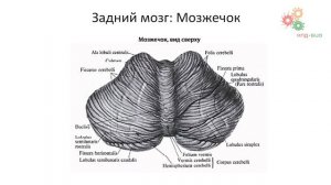 Физиология человека и животных. Анатомия ЦНС (Зыбина А. М.)