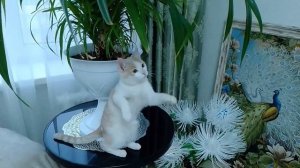 Сима боксёр😊😂😂. Милота