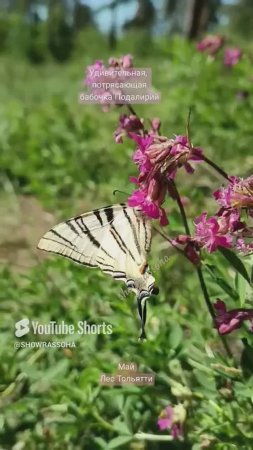 Йоу, изобилия каждого Дня! Чудо-бабочка Подалирий на удачу коснулась меня!#shorts-RUTUBE